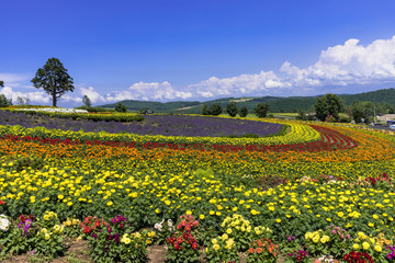 花人街道の花畑