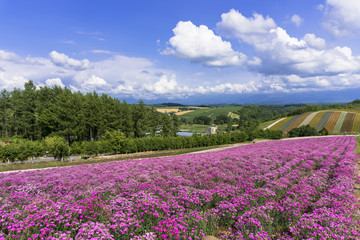 花人街道の花畑