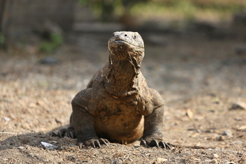 Gigantic komodo dragon in the beautiful nature habitat on a small island in Indonesian sea, Varanus komodoensis, very dangereous wild animals, prehistoric creatures on forgotten place on the earth.