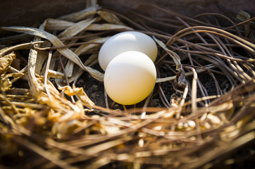 Bird's nest and dove's eggs