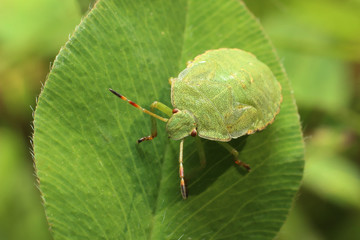 Bug. Eurygaster testudinaria. 
