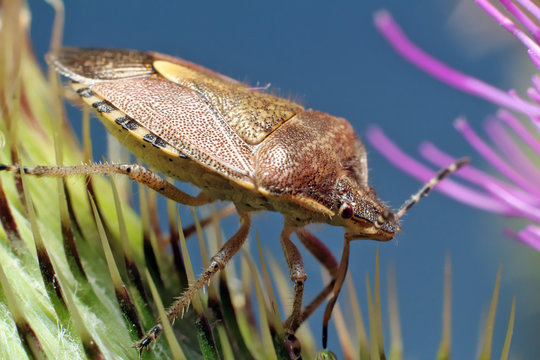 Bug. Eurygaster testudinaria. 