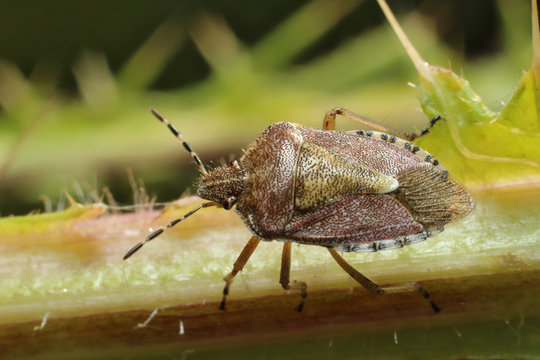Bug. Eurygaster testudinaria. 