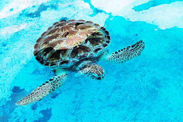 Karettschildkröte Eretmochelys imbricata ist vom Aussterben bedrohte Meeresschildkröte