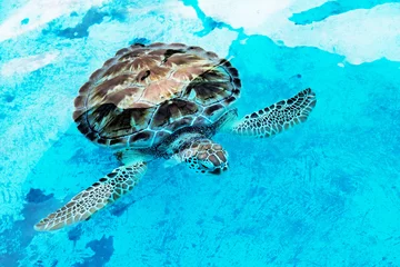 Crédence en verre imprimé Tortue La tortue imbriquée Eretmochelys imbricata est une tortue de mer en danger critique d& 39 extinction