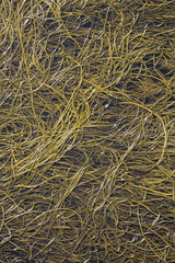 Closeup of Seaweed