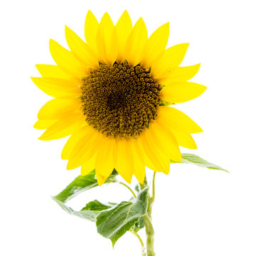 en stor gul solros isolerad mot vit bakgrund