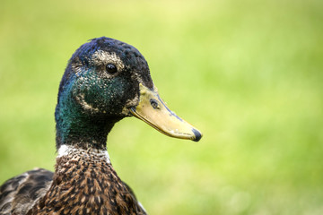 Duck close-up of the head standing out