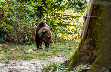 Obraz na płótnie Canvas Brown Bear in Romania_01