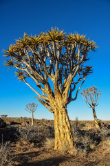 Quiver Tree - Aloidendron dichotomum