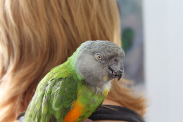 The Senegal parrot (Poicephalus senegalus) sits on the girl's shoulder. © Mykhailo