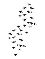 isolated silhouette of flying birds