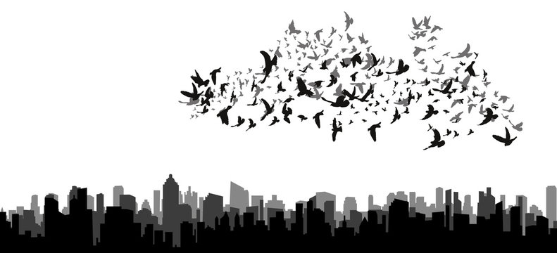 isolated silhouette of flying birds on black city background