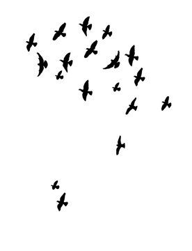 Vector, isolated silhouette of flying birds