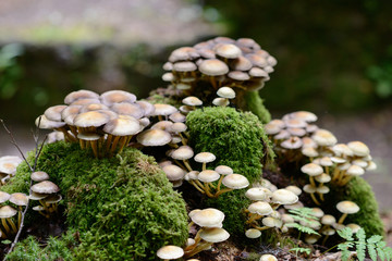 Mushrooms in a forest