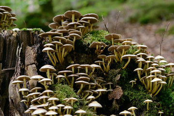 Mushrooms in a forest