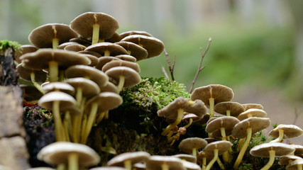 Mushrooms in a forest