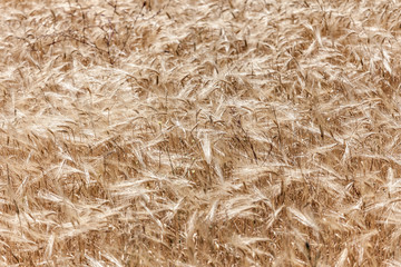 ears of wheat stirred by the wind in a field in Sardinia