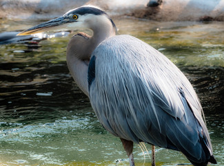 Blue Heron