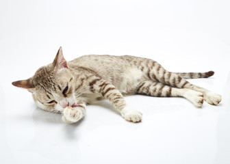 Bengal cat on a white Background