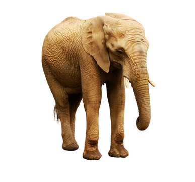 African Elephant Female