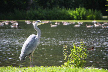 Grey Heron and a Lake