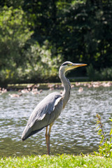 Grey Heron, Plants and a Lake