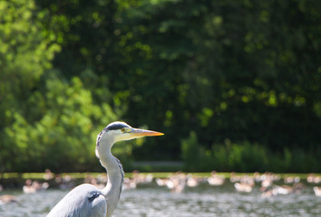 Grey Heron