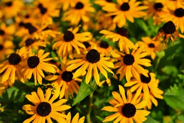 Yellow rudbeckia fulgida Black-eyed Susan flowers 