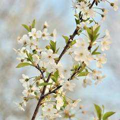 Branches of blossoming tree with flowers