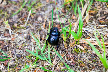 Black Beetle