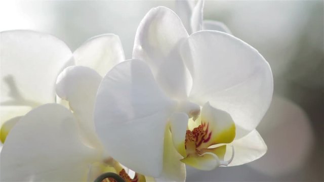 Flower orchid white