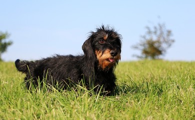 Rauhaardackel Portrait im Garten