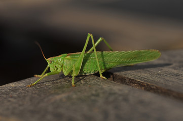 zöld lombszöcske(Great Green Bush-Cricket(Tettigonia viridissima)