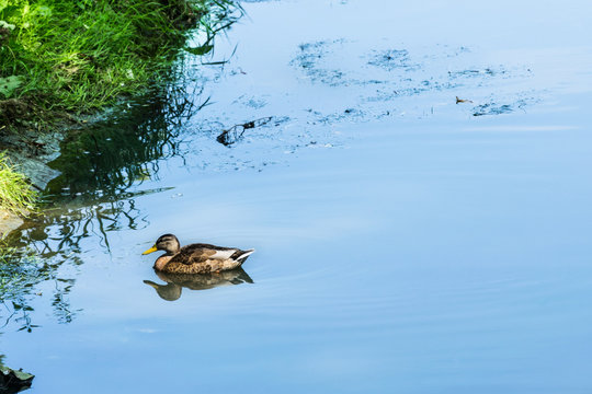 Wild duck swimming on a blue and clean river.