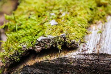 Moss on Tree Trunk