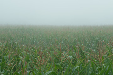 Corn field in a foggy day