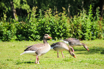 Geese Eating Grass