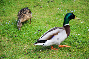 Ducks