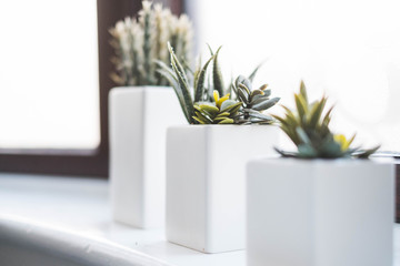 beautiful plants at the livingroom window