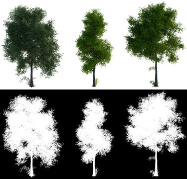 3d rendering three tree perfect isolated on White Background with Detail Raster Mask.