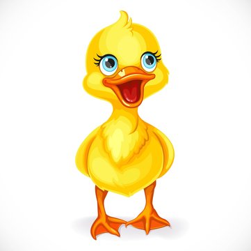 Cute little toeded yellow duckling isolated on white background