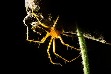 Macro photo spider on a tree with a black background.