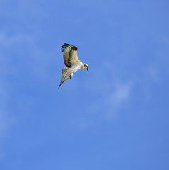 With eyes 4 times better than humans, an osprey flies high above the Gulf of Mexico looking for it's seafood dinner.