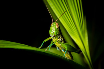 Grasshopper on a green leaf on black background.