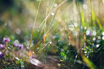 Defocused grass in the forest early in the morning as abstract background