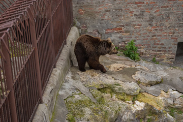 The brown bear, Belgrade, Serbia, 17th April 2017