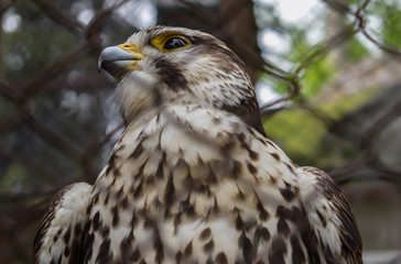 a hawk in the cage in Zoo, Belgrade, Serbia, 17th April 2017