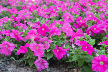 Fototapeta premium Pink flowers of petunia as a background