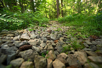 Road of stones in the forest